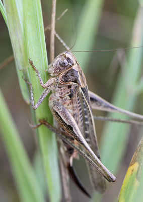 Platycleis affinis