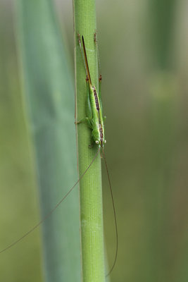 Conocephalus fuscus