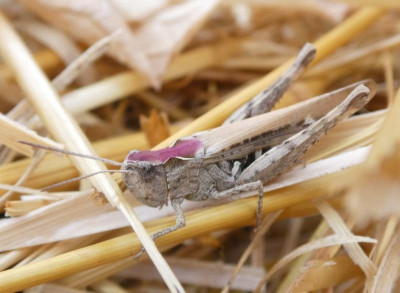 Haberstroh frgl Chorthippus biguttulus.jpg