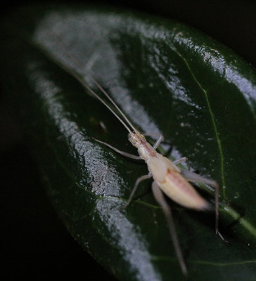 Oecanthus pellucens
