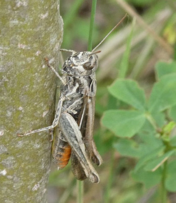 Chorthippus w frgl big.jpg