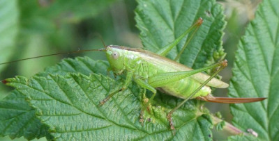 Streuhaufrgl conocephalus fuscus.jpg