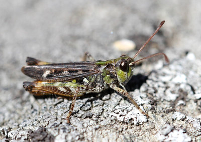 Myrmeleotettix maculatus