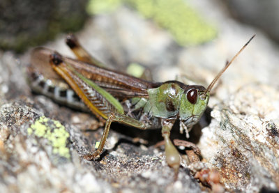 Gomphocerus sibiricus