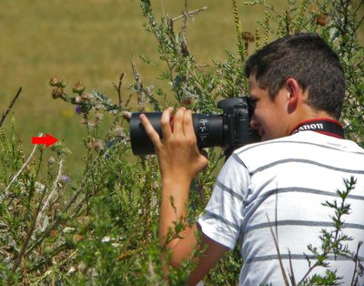 &quot;Making of&quot; vom Leptophyes-Bild