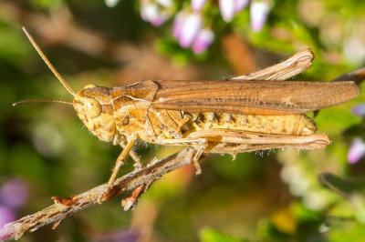 Myrmeleotettix maculatus W2.jpg