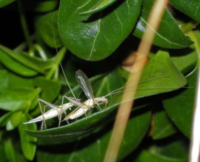 Weinhähnchen (das Weibchen beleckt den Rücken des Männchens nach der Paarung), Foto Patrick Mächler