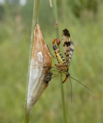 MarkelfiR Skorpionschnabelfliege.jpg