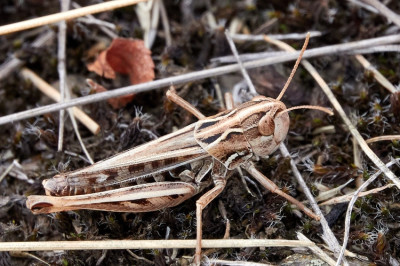 Stenobothrus nigromaculatus.jpg