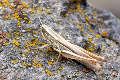 Chorthippus albomarginatus 2022-08-23.jpg