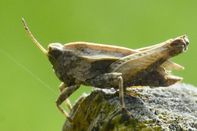 2022-04-13-Säbel-Dornschrecke (Tetrigidae) Tetrix subulata-female (Kurzform)-Waldenau-USC4944.JPG