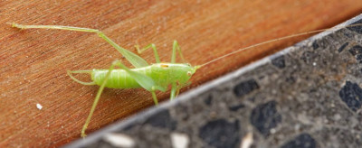 DSC00972_DxO.jpg