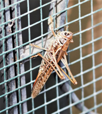Platycleis affinis.003 (2).jpg