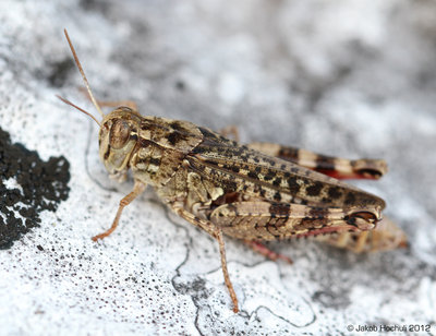 Calliptamus barbarus