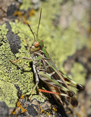 Oedaleus decorus, eine äusserst attraktive Art