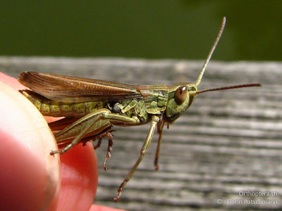 Weissrandige Grashüpfer (Chorthippus albomarginatus) Männchen vom Lengwiler Weiher