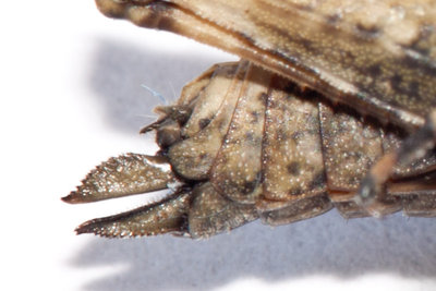 Die Form des Ovipositors von T. undulata nimmt eine Zwischenstellung zwischen dem schmalen Legebohrer von T. bipunctata und dem breiten von T. tenuicornis ein.