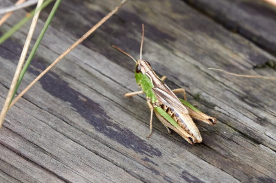 Pseudochorthippus parallelus, Gemeiner Grashüpfer 2022-08-23 1.jpg