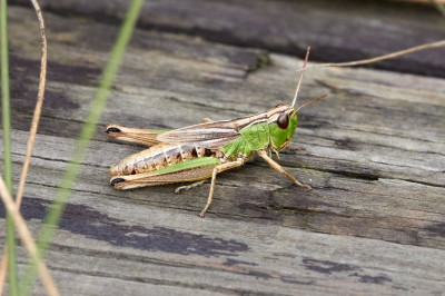 Pseudochorthippus parallelus, Gemeiner Grashüpfer 2022-08-23 2.jpg
