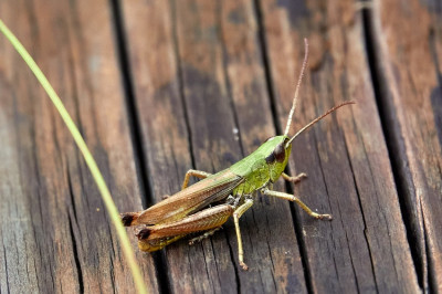 Pseudochorthippus parallelus, Gemeiner Grashüpfer 2022-08-23.jpg