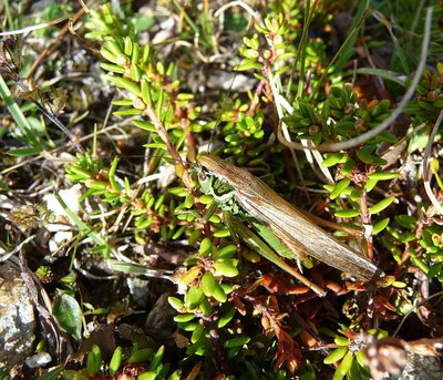 Metrioptera_roeselii_macropter_29aug2012_Stillberg.jpg