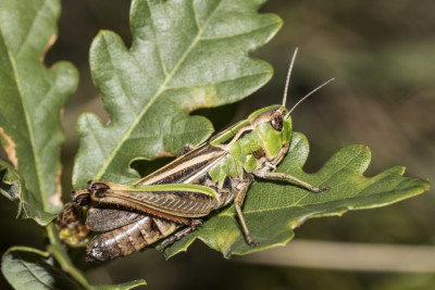 Sten. lineatus w Himmelried Latschgetweide.jpg