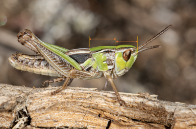 St. nigromaculatus MN4.png