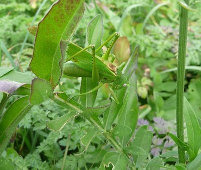 Tettigonia_caudata_2Sep2012_Scuol_Pradella.jpg