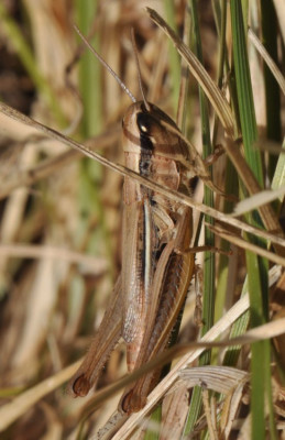 Euchorthippus declivus.JPG