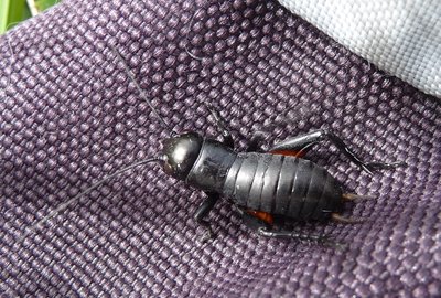 Gryllus_campestris_2Sep2012_Scuol_juv.jpg