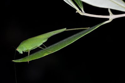 DSC_0528.jpg