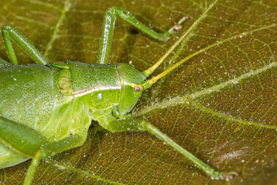 Isophya pyrenaea MN5 La Parade 3.6.22 Detail.jpg