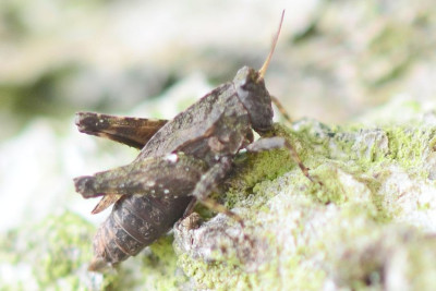 2021-07-09-Dornschrecke (Tetrigidae) xxx-an Birkenstamm-Waldenau-SSC8505.JPG