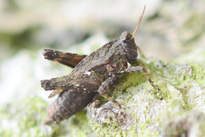 2021-07-09-Dornschrecke (Tetrigidae) xxx-an Birkenstamm-Waldenau-SSC8507.jpg