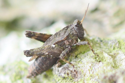 2021-07-09-Dornschrecke (Tetrigidae) xxx-an Birkenstamm-Waldenau-SSC8508.jpg