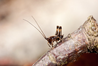 11.04.2011 - CH, TG, Lengwiler Weiher<br />Larve der Gewöhnlichen Strauchschrecke (Pholidoptera griseoaptera)