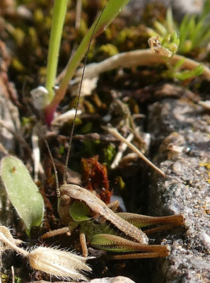 N2-3 Platycleis punctata.jpg
