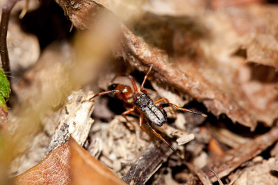 11.04.2011 - CH, TG, Lengwiler Weiher<br />Vermutlich eine Ameisenspringspinne (Myrmarachne formicaria) - kenne mich mit den Viechern aber nicht aus!