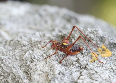 Barbitistes serricauda_Rauheneck_26-08-2007_1.jpg