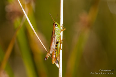 Sumpfgrashüpfer (Chorthippus montanus)-Weibchen