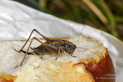 Diese Gebirgs-Beissschrecke (Metrioptera saussuriana) isst nicht nur Dominiks Mittagessen sondern sitzt auch noch unanständig darauf und lässt gar noch einen fahren!