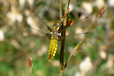 11.04.2011 - CH, TG, Lengwiler Weiher<br />Plattbauch (Libellula depressa)