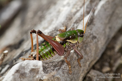 Wir fanden ca. 10 Männchen der Alpenschrecke (Anonconotus alpinus) aber lediglich ein einziges Weibchen