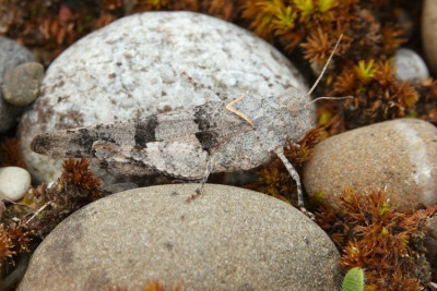 Blauflügelige Sandschrecke oder ÖdlandschreckeMöhllin Burstel 08.07.2023_01.jpg