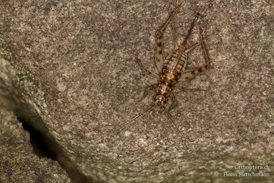 Östlich von Agarone finden wir einige Stumme Grillen in einer Steinmauer am Siedlungsrand. Die Tiere zeigen sich erst nach 23.30 Uhr.