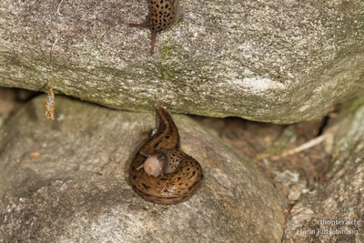 In den Ritzen der Mauer waren aber nicht nur Stumme Grillen zu finden, sondern auch einige Tigerschnegel (Limax maximus). Ich will ja gar nicht wissen, was mir diese hier mitteilen wollte!