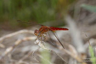 2. Eine Sympetrum. Könnte das Sympterum sanguineum sein? Kerkini-See ganz im Norden von Griechenland. Leider habe ich keine andere Perspektive verfügbar!