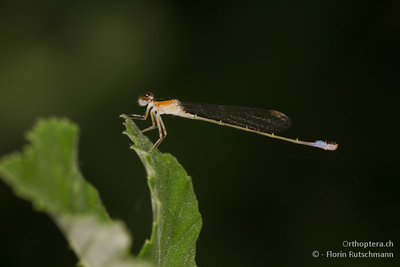 3. Ischnura elegans Weibchen? Ebenfalls am Kerkini-See fotografiert.