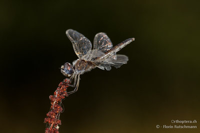 5. Ist das ein Weibchen von Selysiothemis nigra mit dem grossen Kopf? Östlich von Igoumenitsa fotografiert