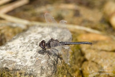 6. Und dies das dazugehörige Männchen. Auch Selysiothemis nigra? Grosser Kopf und grobe Aderung auf den Flügeln.